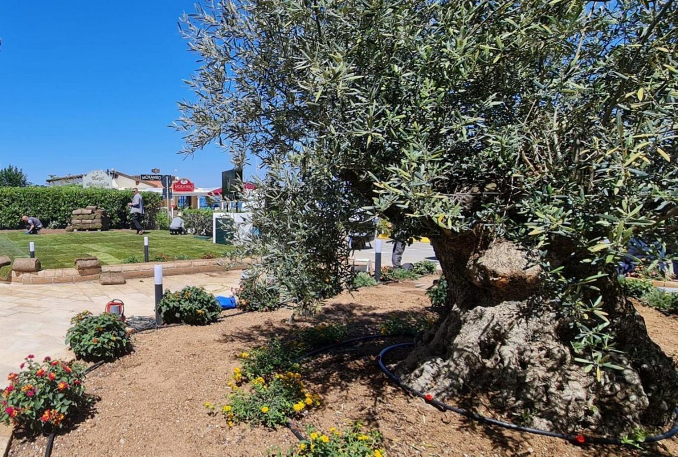 Hotel Levante - Isola D'Elba Cavo Εξωτερικό φωτογραφία